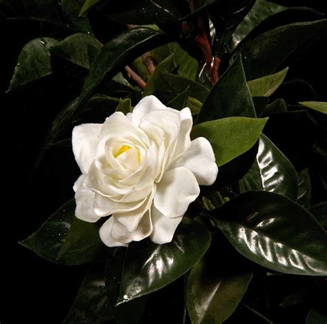 Artificial Gardenia Plant | TreeScapes & PlantWorks