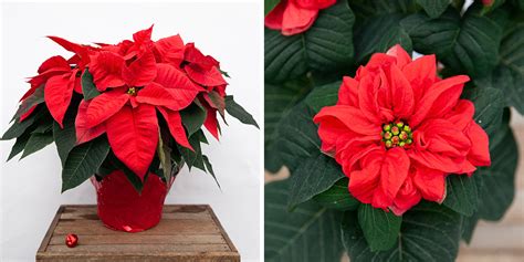 This Ain't Your Grandma's Poinsettia Collection: 2020 Colour Varieties - Salisbury Greenhouse - Blog