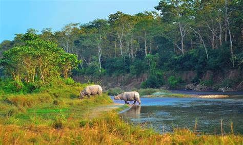 The Best Resort For Sale In Sauraha, Chitwan National Park