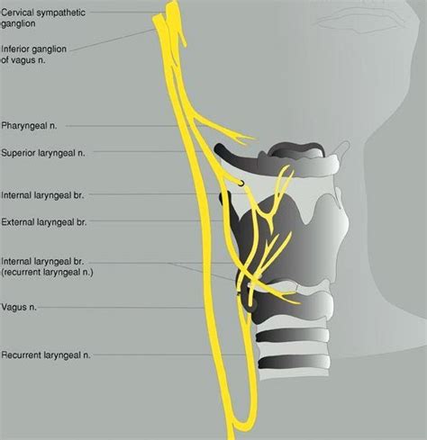 Superior laryngeal nerve (external and internal branches). | Anesthesia, Nurse anesthesia ...