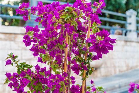 Bougainvillea Glabra Bracts Stock Image - Image of fresh, blossom: 78808457