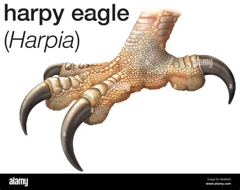 Foot of great harpy eagle Stock Photo - Alamy