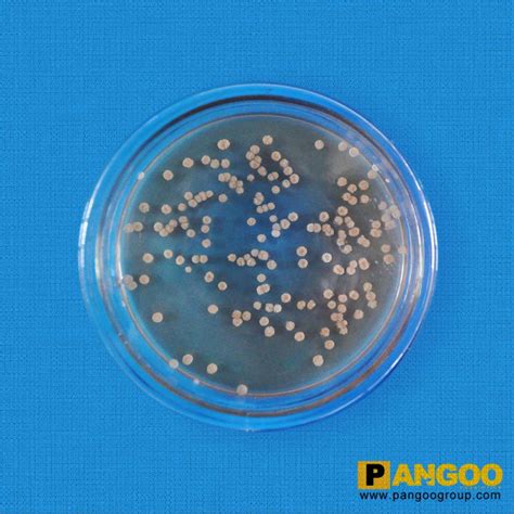 Bacillus Coagulans Good Quality Reasonable Price - PANGOO