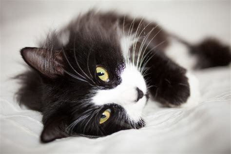 Tuxedo vs Japanese Bobtail - Breed Comparison | MyCatBreeds