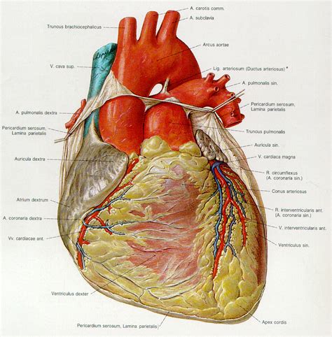 Human Heart Diagram.Com - Anatomy