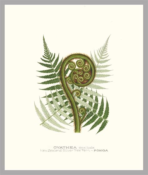 Jo Ewing – NZ Fern Frond Print W – Kura Gallery: Maori and New Zealand Art + Design.