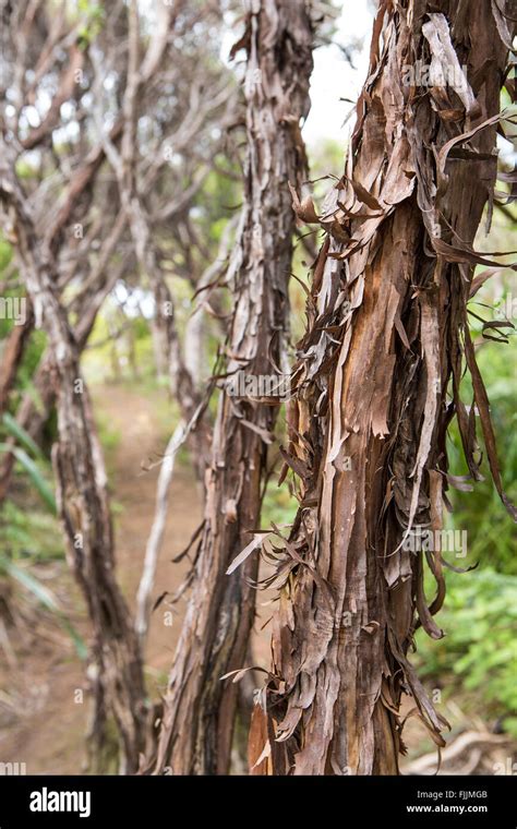 New zealand tea tree hi-res stock photography and images - Alamy