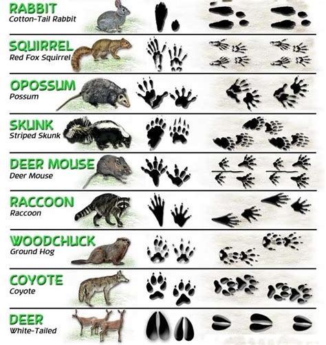 Guide To Animal Tracks In Snow