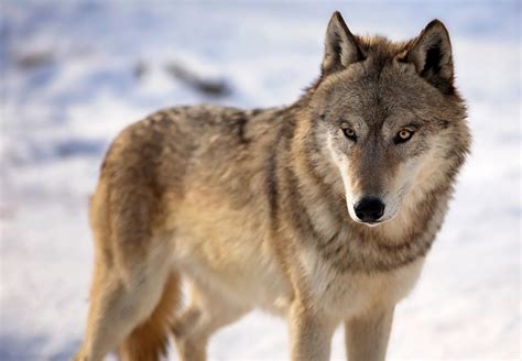 Wisconsin DNR Announces Wolf Season Begins Nov. 6, 2021 | Wisconsin DNR