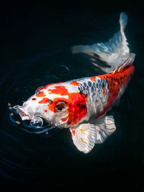 Symbolism of Koi Fish and Meaning In Japanese Culture