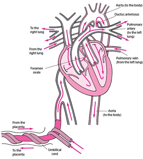 Table: Normal circulation in a fetus - Merck Manuals Professional Edition