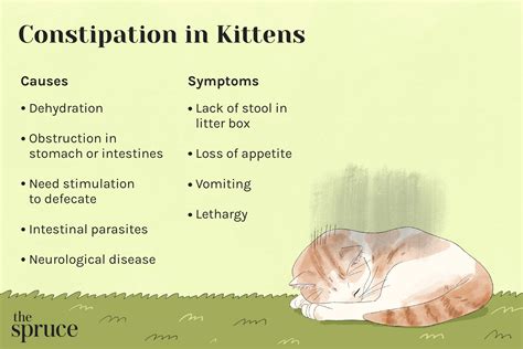 Kitten Constipation: What to Do When You Kitten Can't Poop