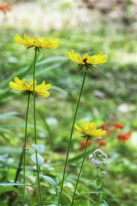 Mellow Yellow Flowers, No. 1 Photograph by Belinda Greb