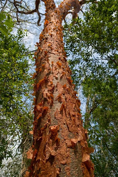 Gumbo-limbo Tree with Peeling Bark Stock Image - Image of copperwood, bark: 101412525