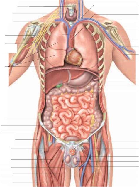 inferior vena cava filter placement - ModernHeal.com