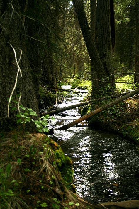 Elk Lake News - Life at a Montana Mountain Lodge