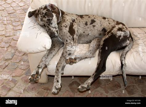 Great Dane sleeping on couch Stock Photo - Alamy