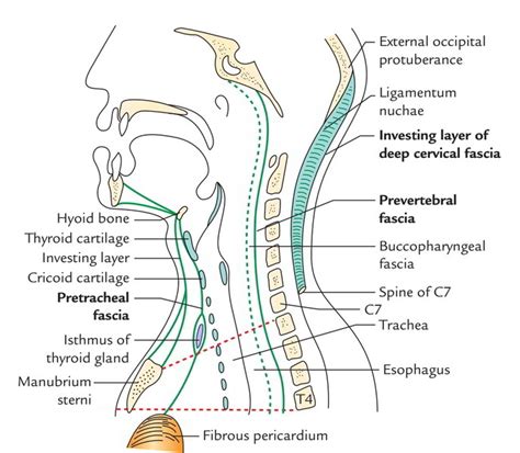 Easy Notes On 【Deep Cervical Fascia – Fascia Colli】