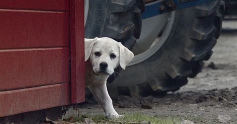 Budweiser Super Bowl Commercial Puppy - Image to u