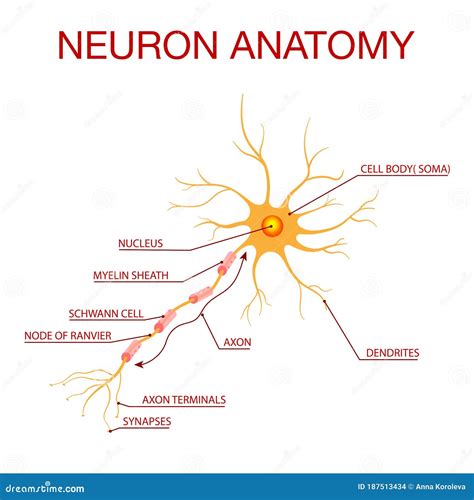 Diagram Of Neuron Anatomy.Illustration Of The Structure Of A Neuron | CartoonDealer.com #187513434