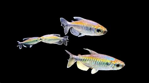 Congo Tetra: Care, Size, Lifespan, Diet & More