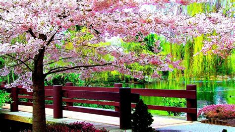 Beautiful Pink Blossom Flowers With Path Between Wood Fence And River ...