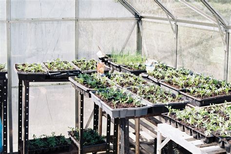 What to Know About Greenhouse Temperature and Humidity | HappySprout