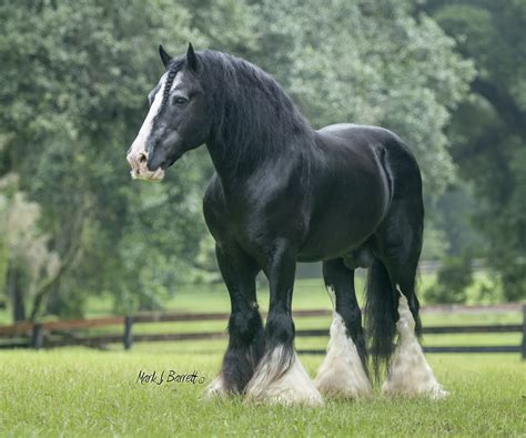 America’s First Gypsy Vanner Horses - Gypsy Gold Horse Farm