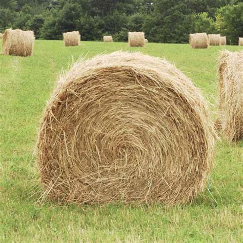 Picking Hay for Sugar/Starch Sensitive Horses | KPP