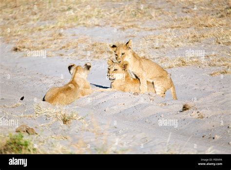 Lion Cubs Playing Stock Photo - Alamy