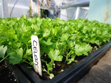 GROWING CELERY FROM SEED |The Garden of Eaden