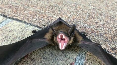 BAT REMOVAL - YouTube