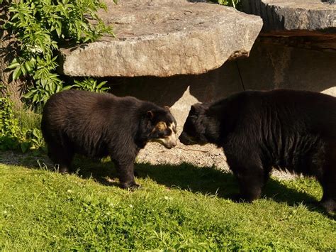 6 Beautiful Wildlife Experiences in Bolivia - Bolivia