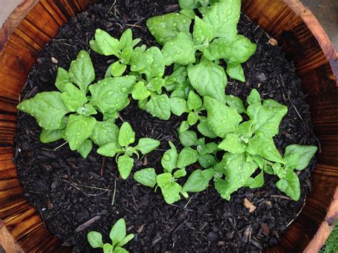 Growing Spinach in Containers is Easy as Pie