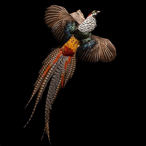 Lady Amherst Pheasant Wall Mounted Taxidermy Specimen | Creel and Gow ...