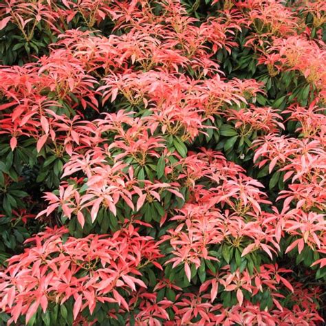 Pieris 'Forest Flame' | Garden shrubs, Flowering shrubs, Evergreen shrubs