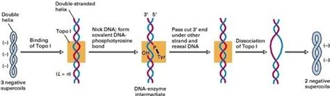 What is the function of topoisomerase? - Quora