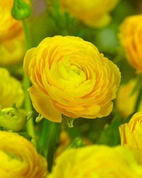 Yellow Ranunculus Bulbs - Buy Yellow 'Buttercups' online at Farmer Gracy UK