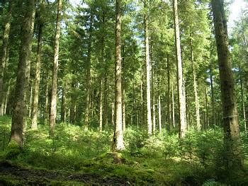 Silviculture - Forest Research