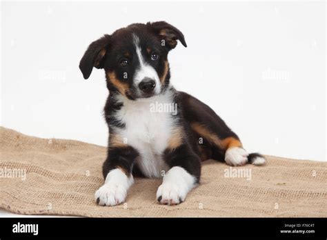 How Much Are Border Collie Mix Puppies