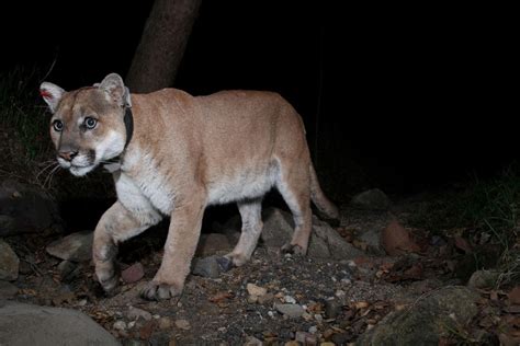 P-22, mountain lion that ‘captured hearts’ in Los Angeles, euthanized due to injuries, illness ...