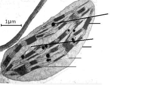 TEM Chloroplast Labeling Diagram | Quizlet