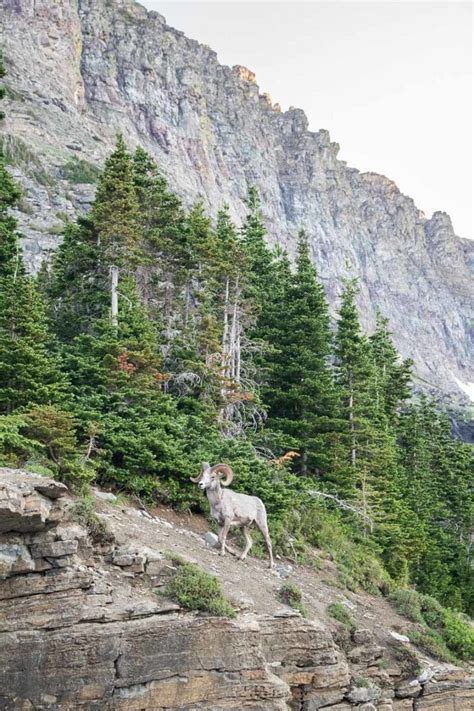 5 Best Places to See Wildlife in Glacier National Park - The National ...