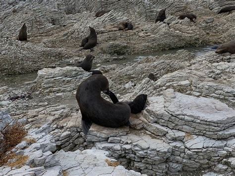 Ohau Point Seal Colony (Kaikoura) - 2020 All You Need to Know Before You Go (with Photos ...