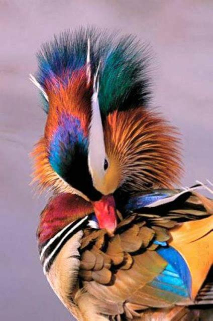 Top 10 Rare Colorful Birds Around the World. | Most Beautiful