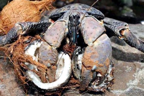 Giant Vanuatu Coconut Crabs - 10 Amazing Facts You Never Knew!