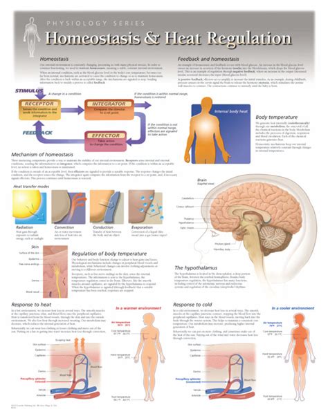 Homeostasis and Heat Regulation | Scientific Publishing