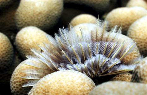 Giant Tube Worm – "OCEAN TREASURES" Memorial Library