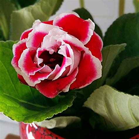 Gloxinia Plant Care: 9 Gloxina Care Growth Hacks