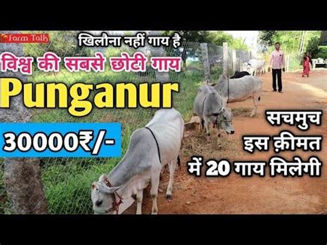 Punganur Cow 30000₹ 30 Inch World's Smallest Cow Price in India भगवद्गीता गौशाला Chittoor #Punganur